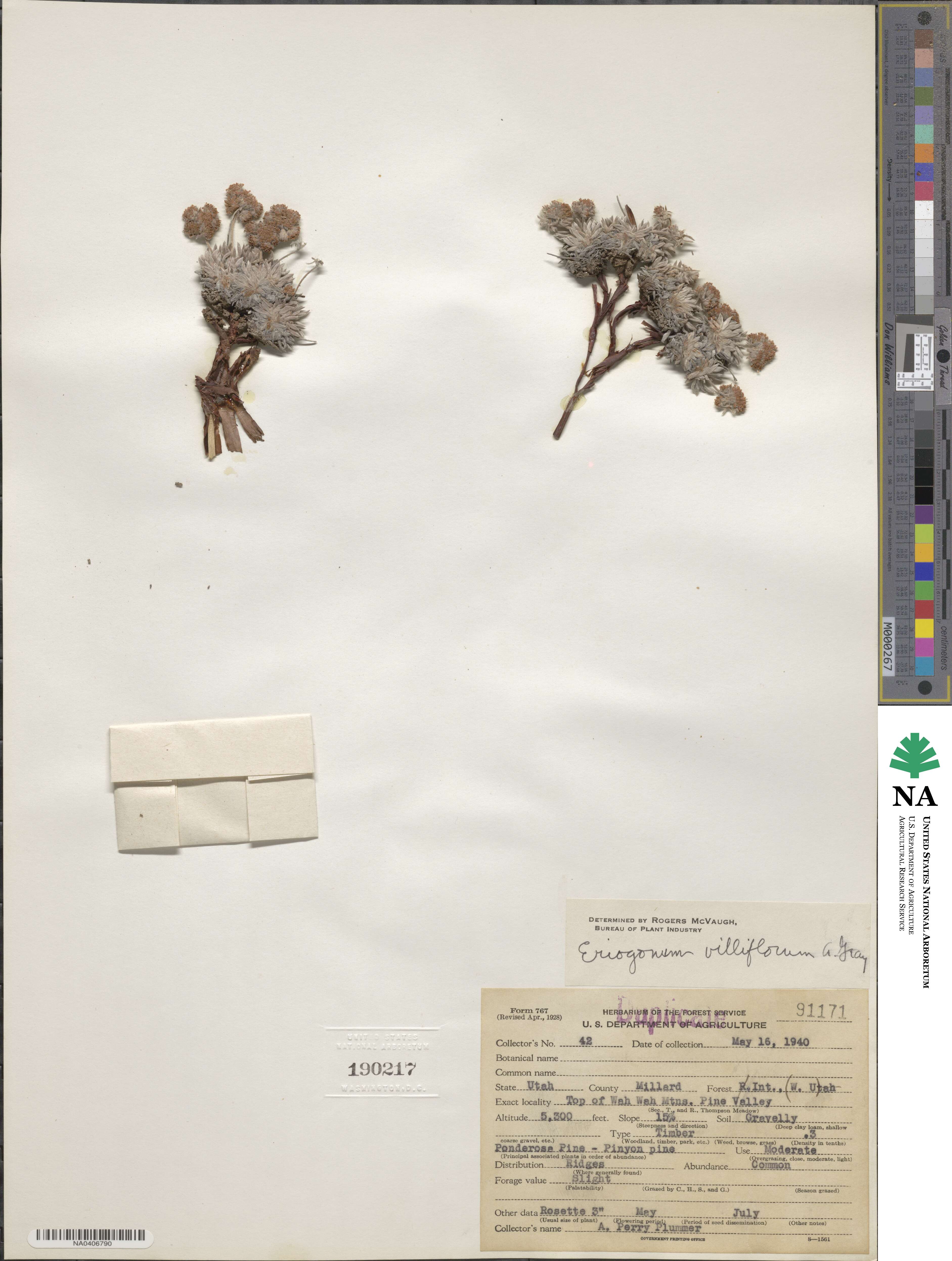 Eriogonum villiflorum image