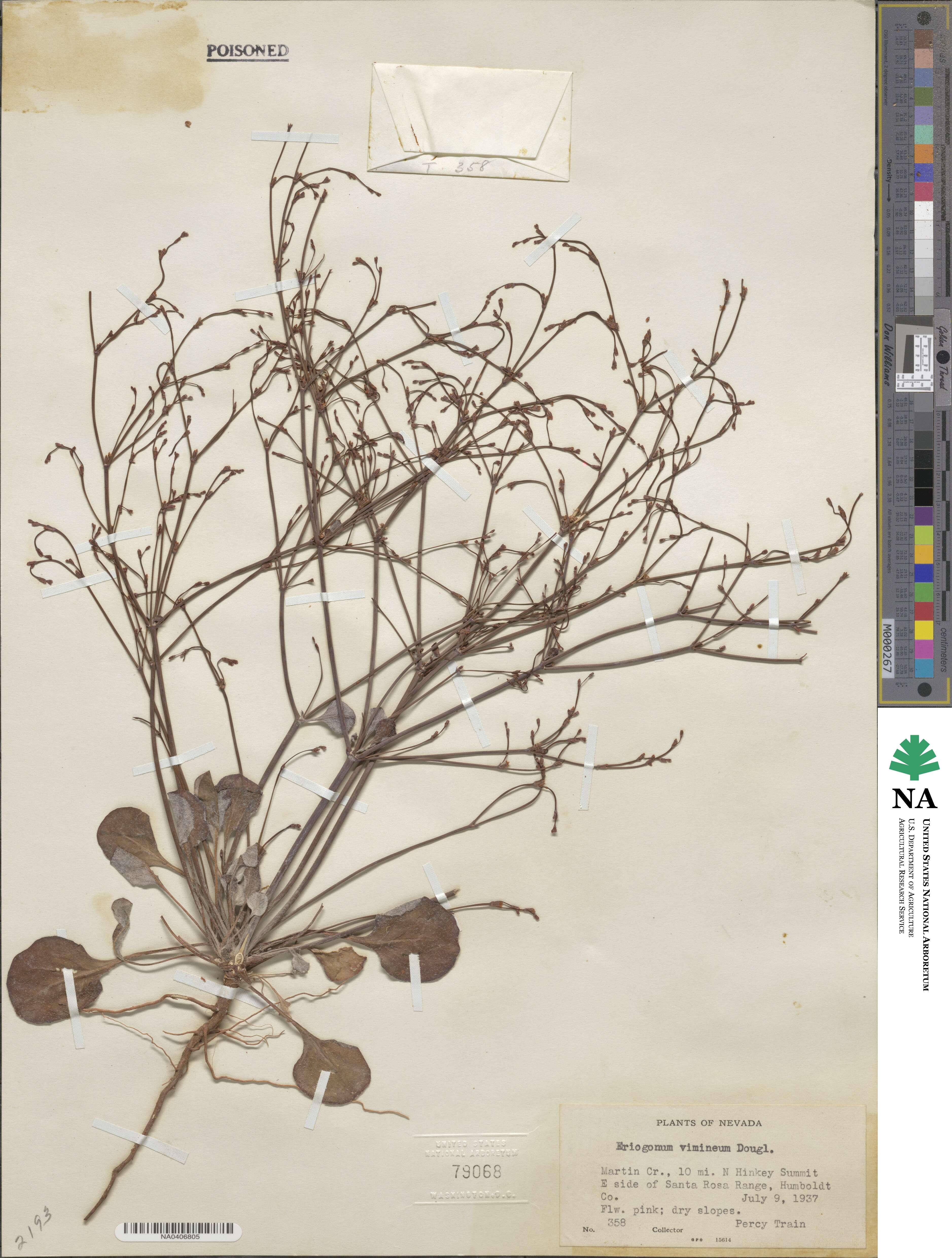 Eriogonum vimineum image