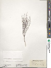 Eriogonum vimineum image