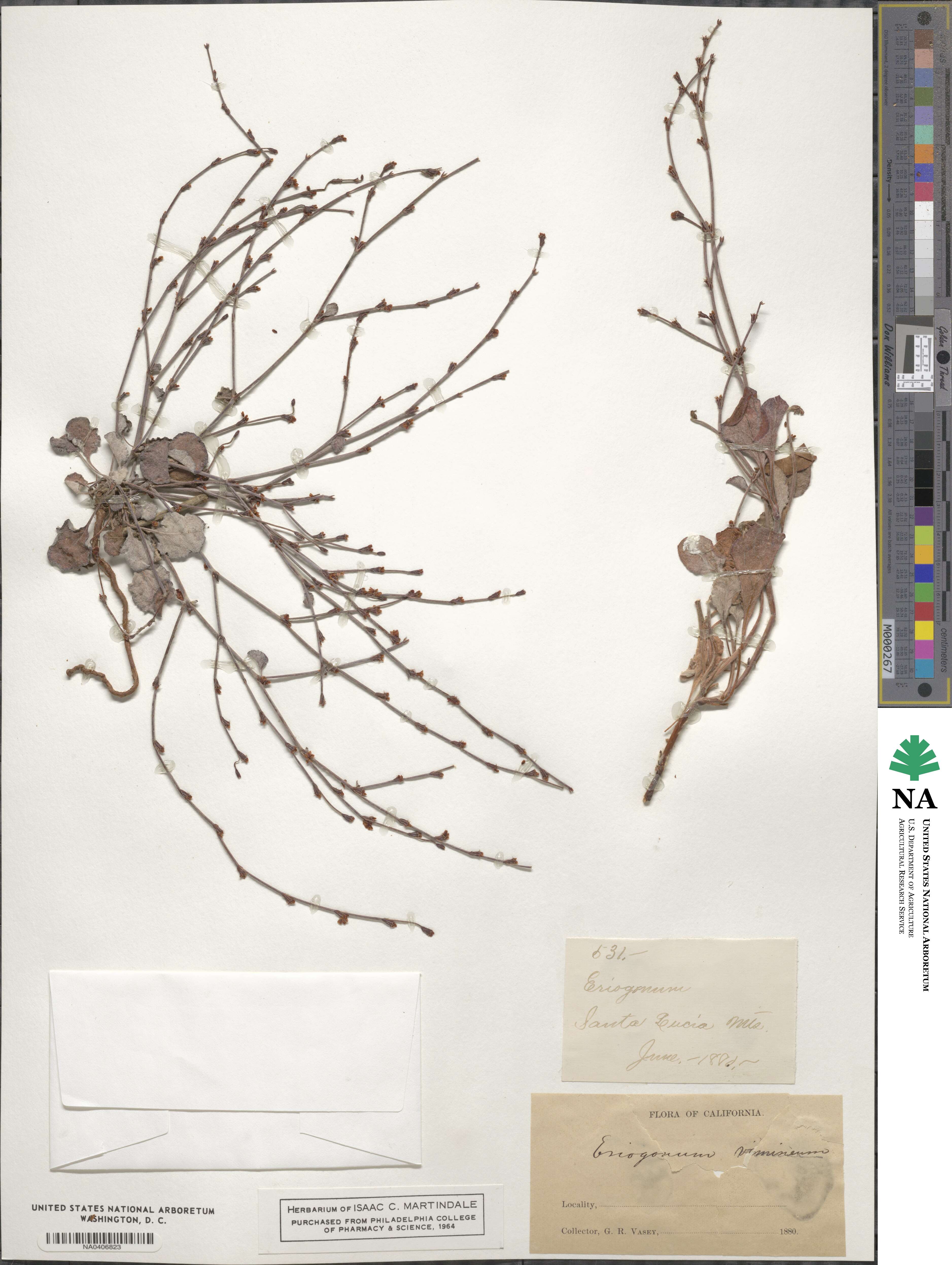 Eriogonum vimineum image