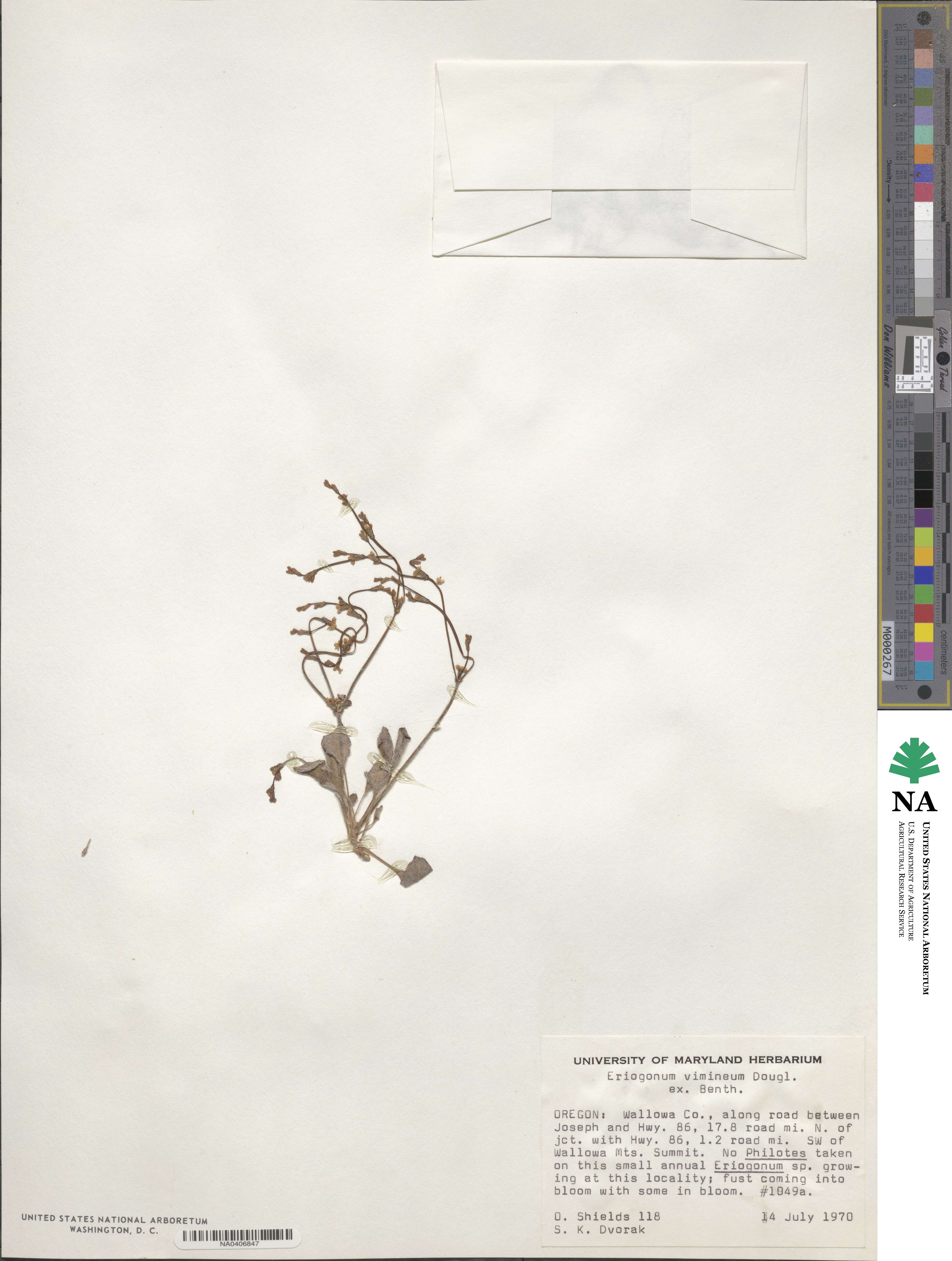 Eriogonum vimineum image