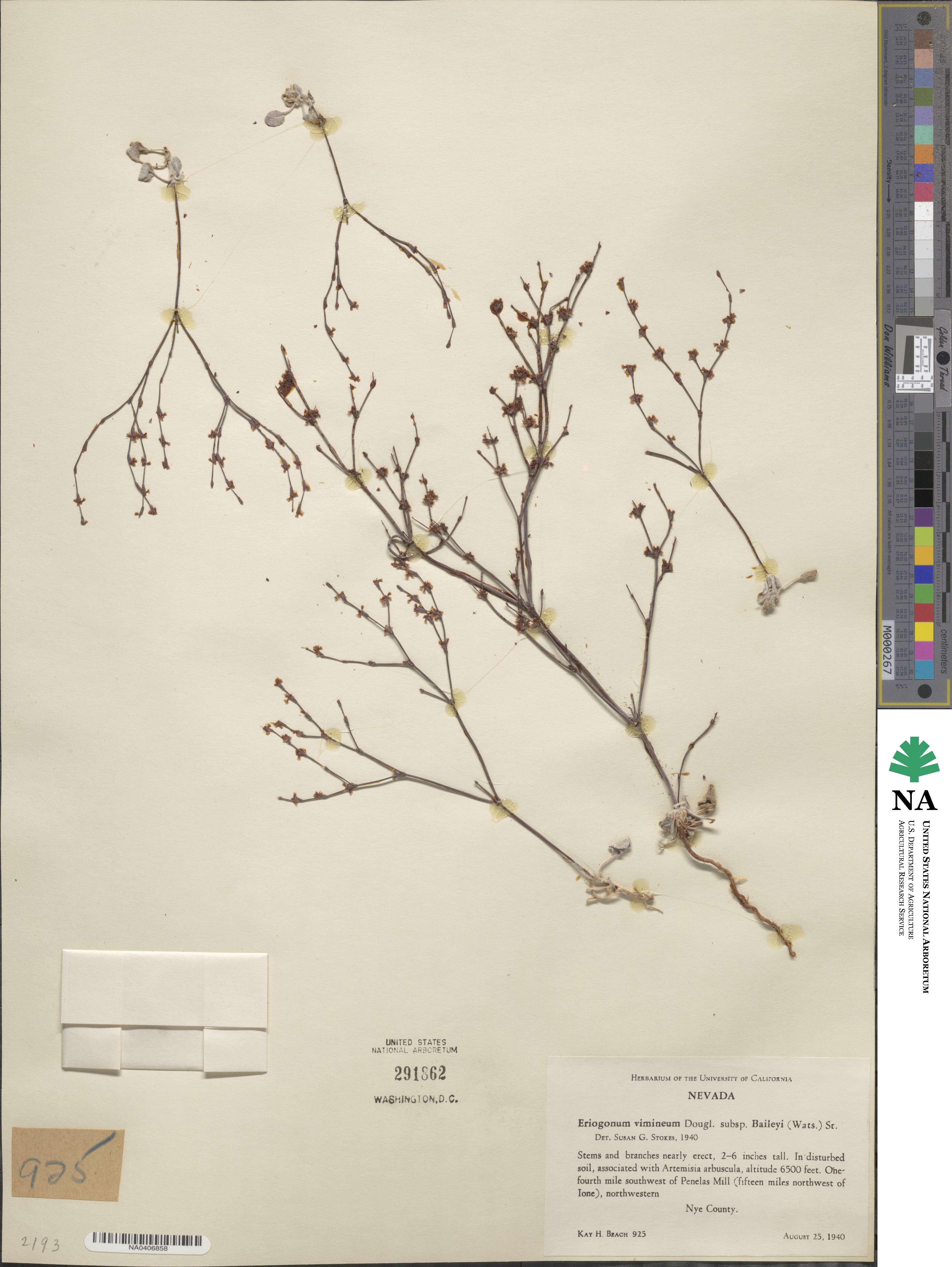 Eriogonum baileyi image