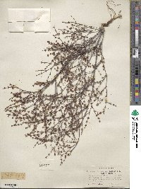 Eriogonum baileyi image