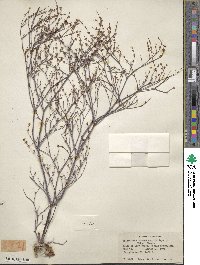 Eriogonum baileyi image
