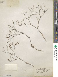 Eriogonum baileyi image