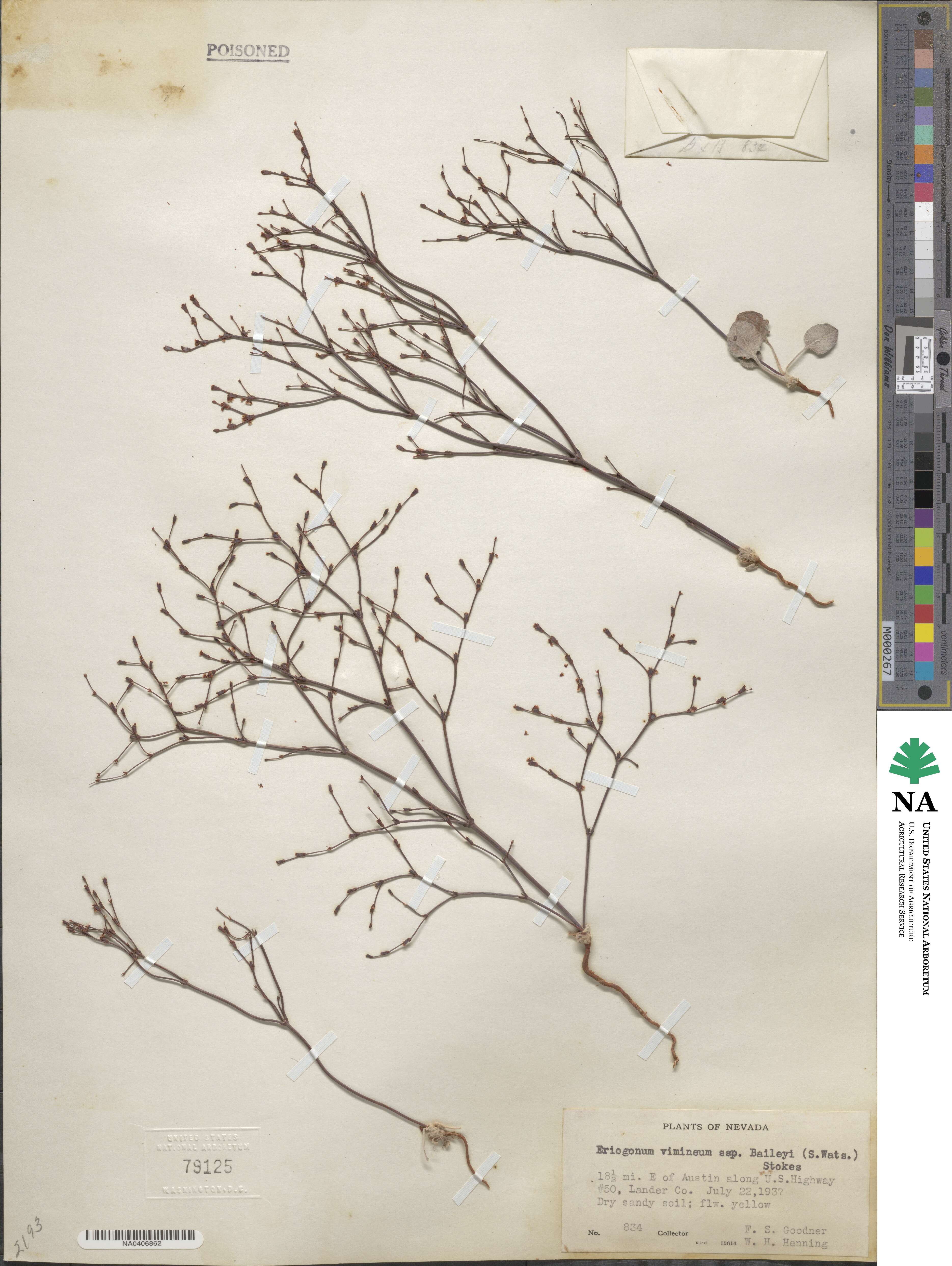 Eriogonum baileyi image