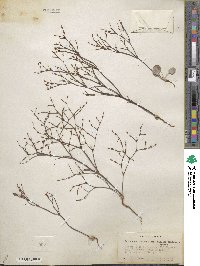 Eriogonum baileyi image