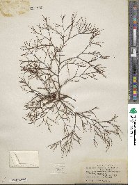 Eriogonum baileyi image