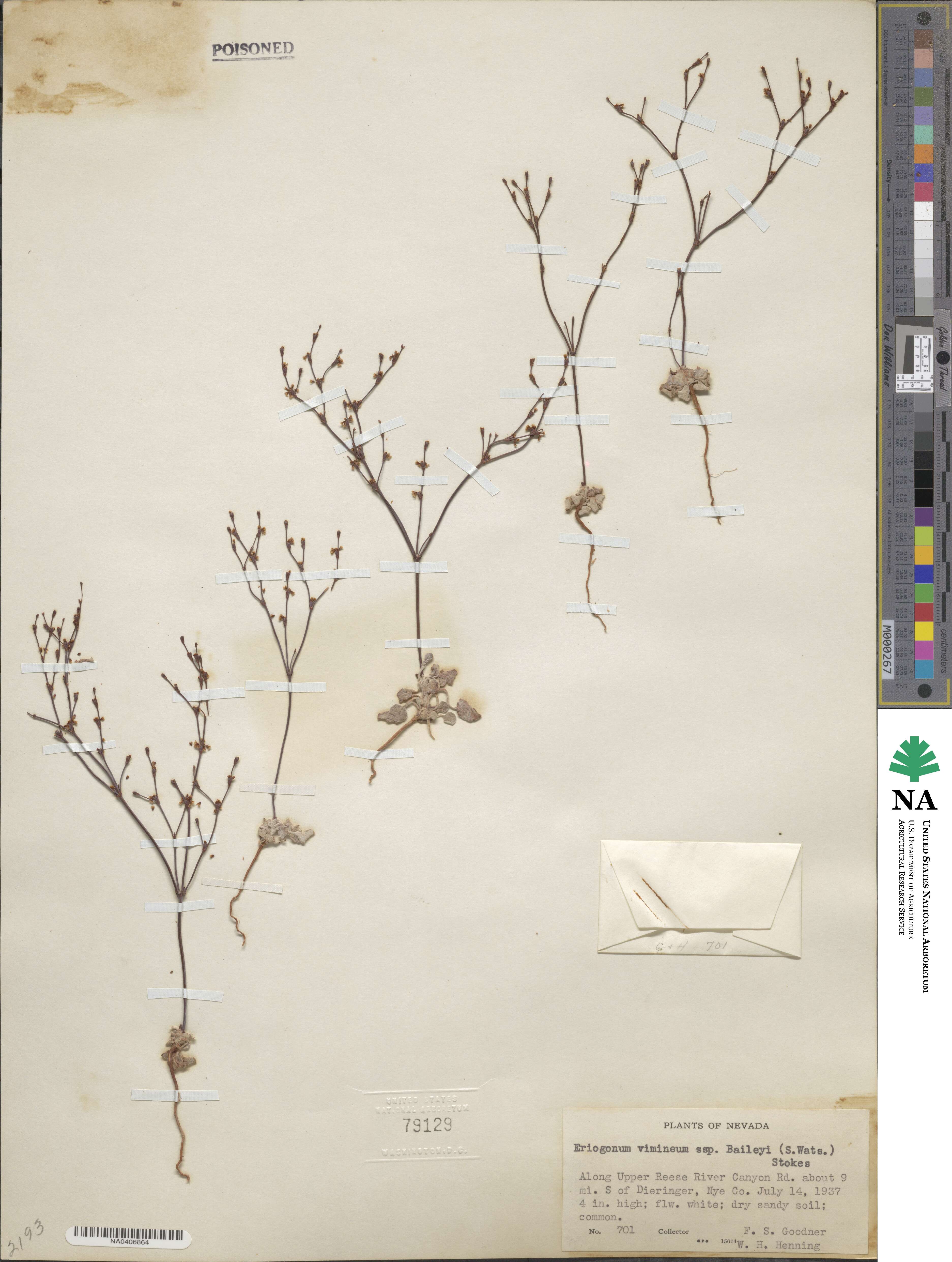 Eriogonum baileyi image