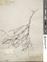 Eriogonum baileyi image