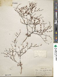 Eriogonum baileyi image