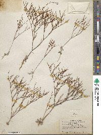 Eriogonum baileyi image