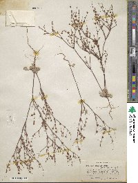 Eriogonum baileyi image