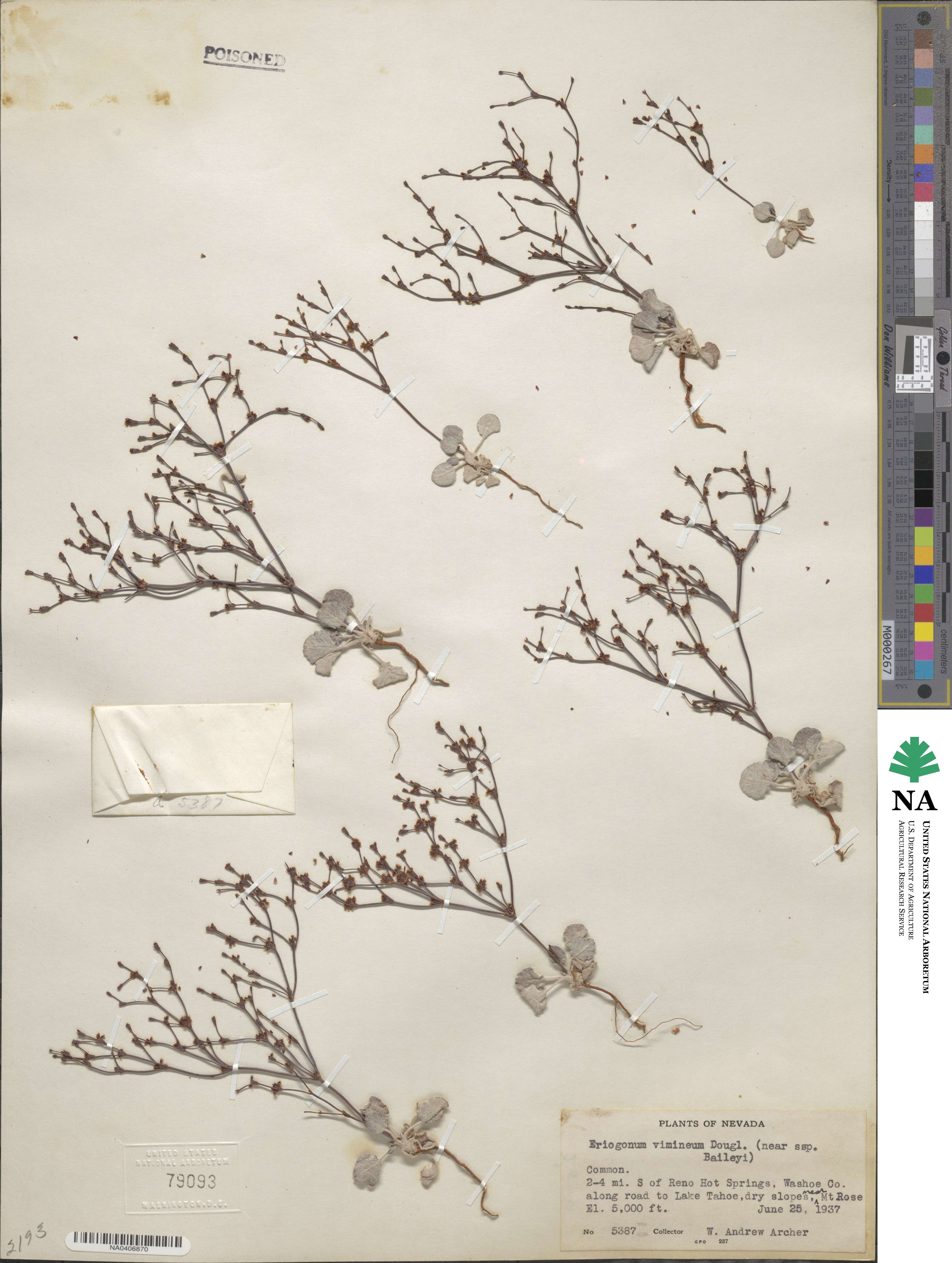 Eriogonum baileyi image
