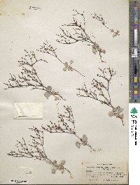 Eriogonum baileyi image