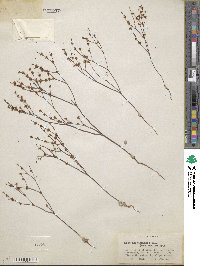 Eriogonum baileyi image