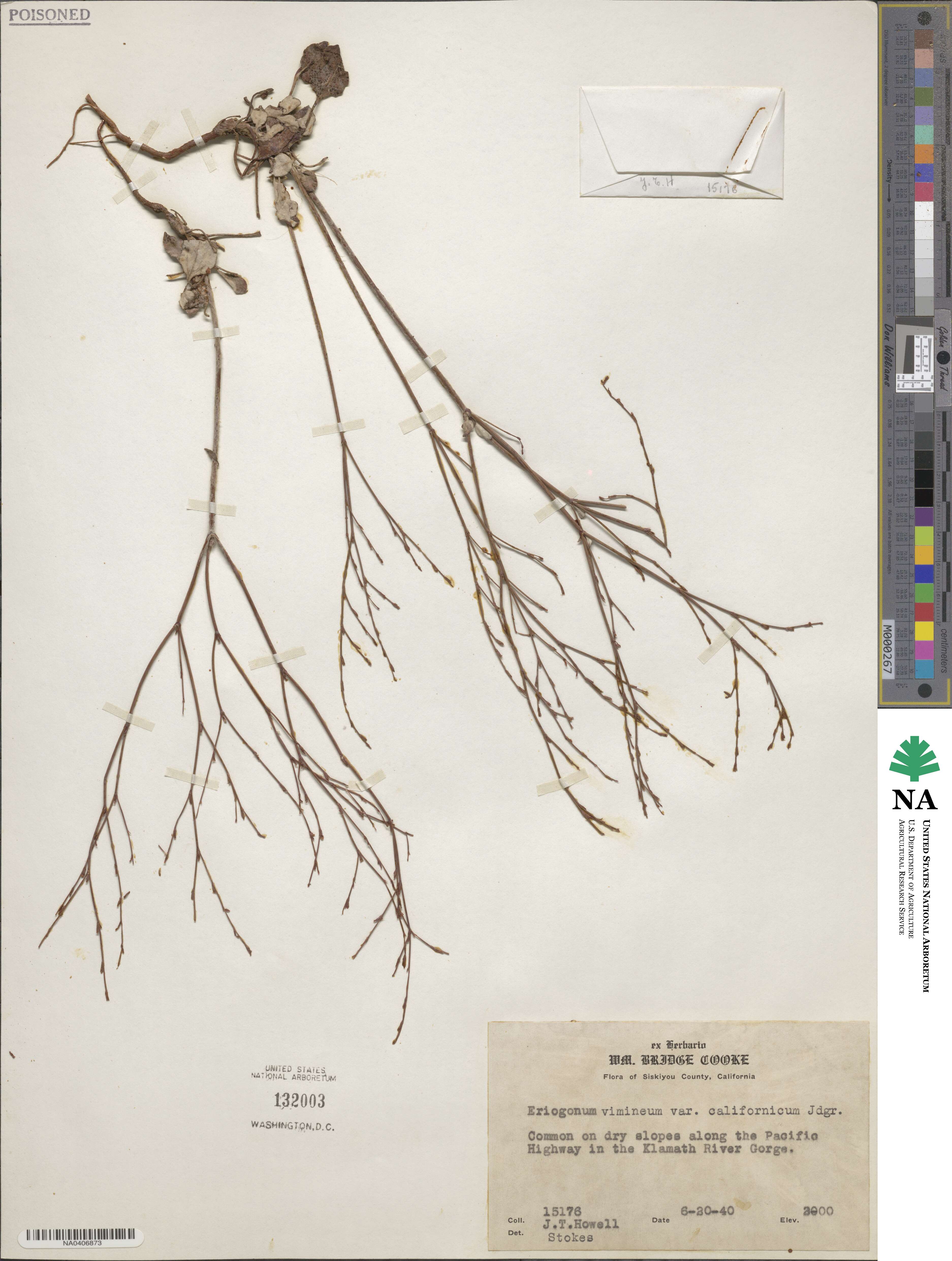 Eriogonum luteolum var. caninum image
