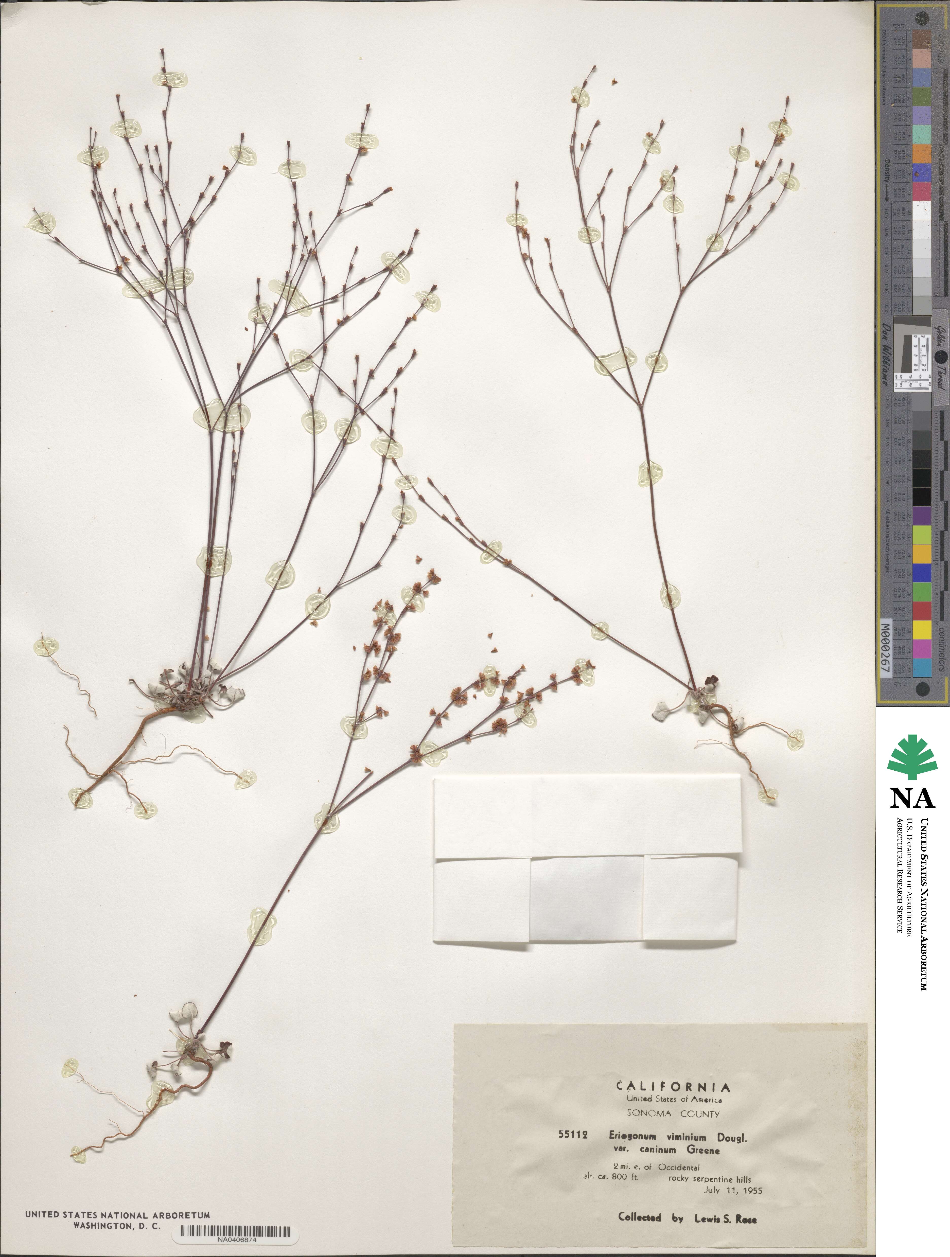 Eriogonum luteolum var. caninum image