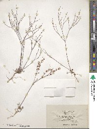 Eriogonum luteolum var. caninum image
