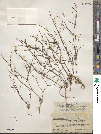 Eriogonum luteolum var. caninum image