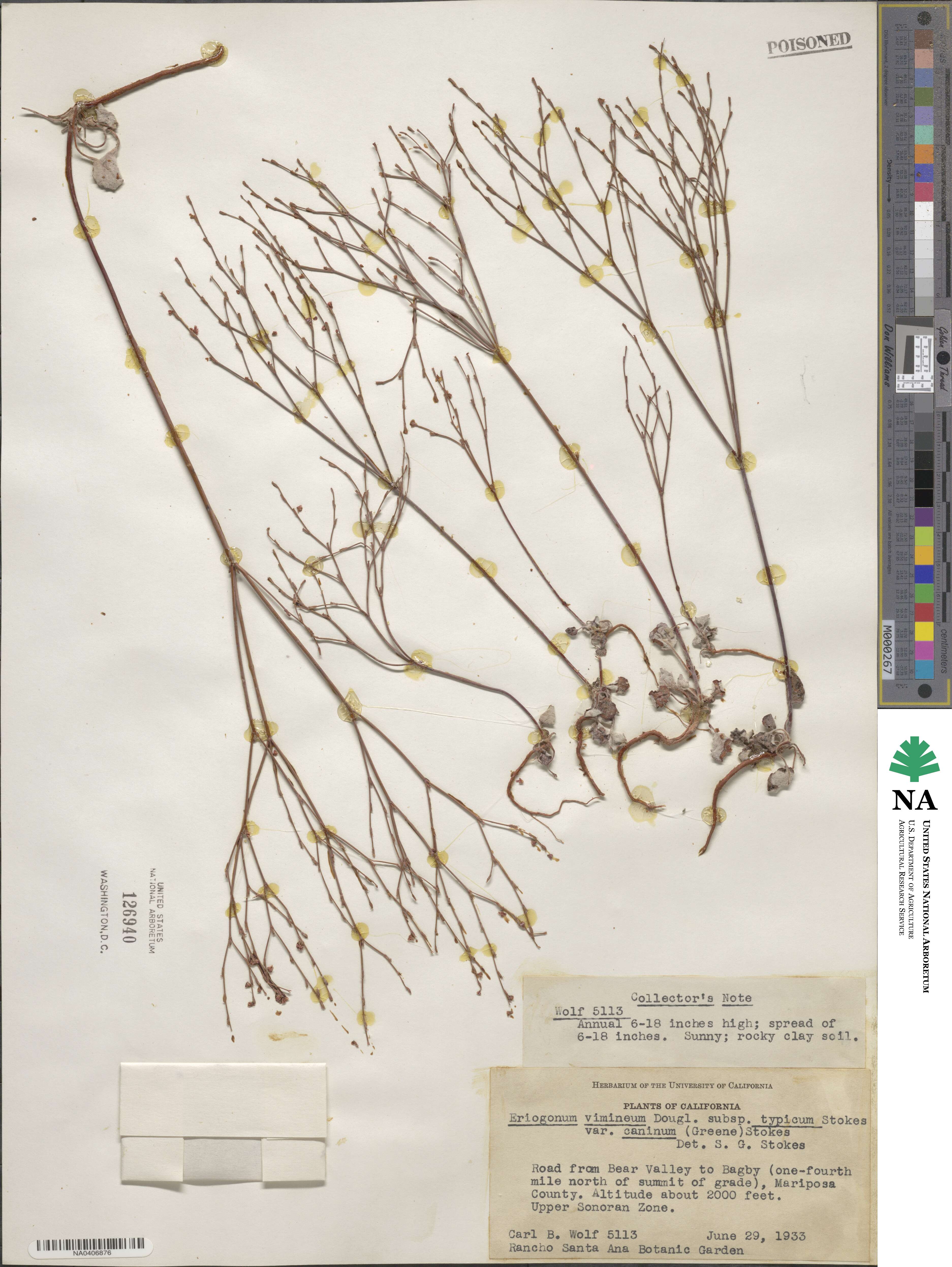 Eriogonum luteolum var. caninum image