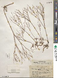 Eriogonum luteolum var. caninum image