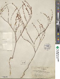 Eriogonum luteolum var. caninum image