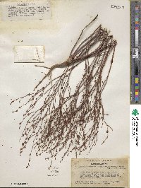 Eriogonum davidsonii image