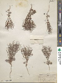 Eriogonum nidularium image