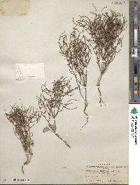 Eriogonum nidularium image