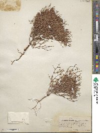 Eriogonum nidularium image