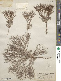 Eriogonum nidularium image