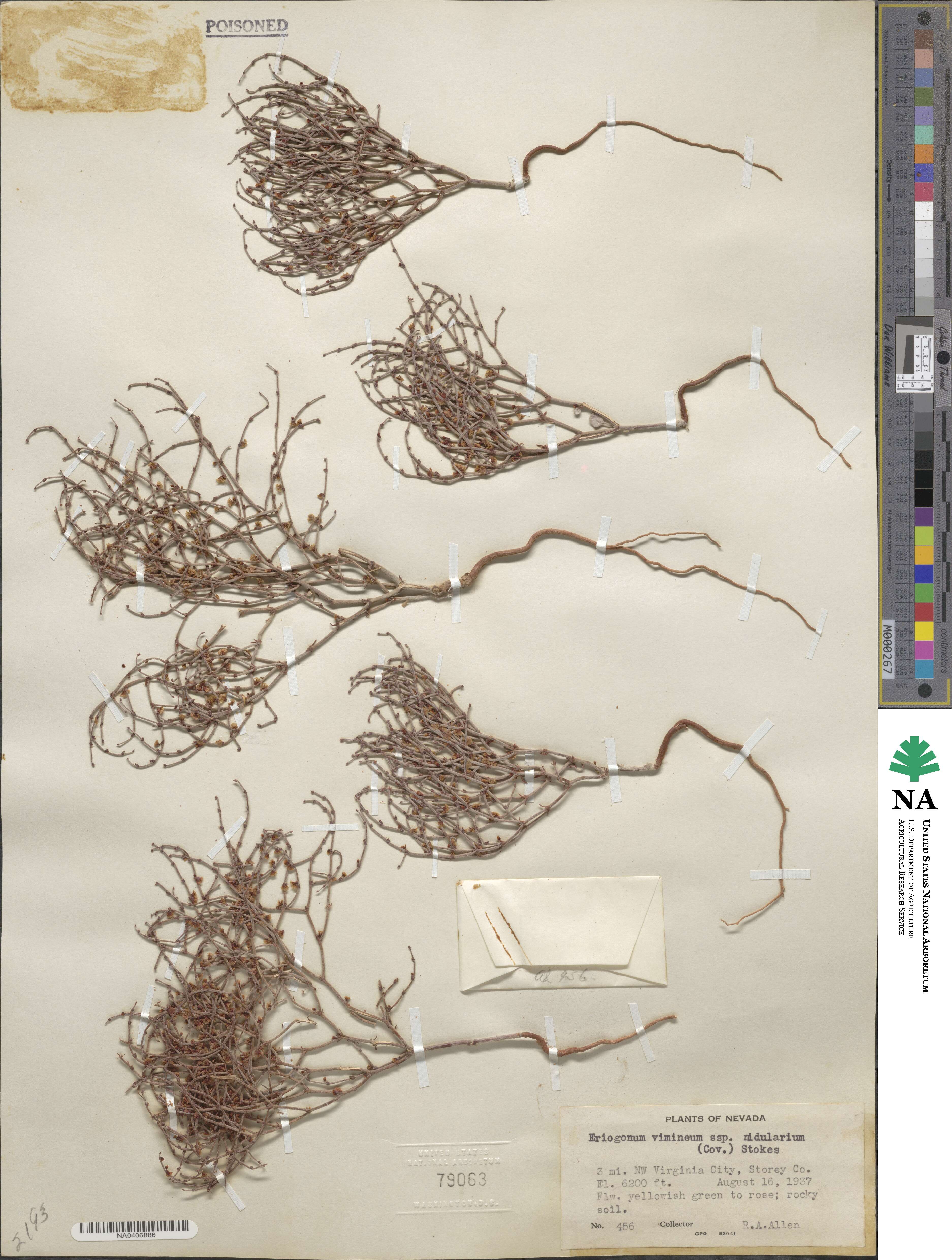 Eriogonum nidularium image