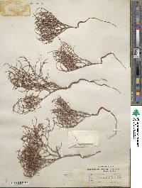 Eriogonum nidularium image
