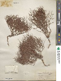 Eriogonum nidularium image