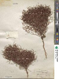 Eriogonum nidularium image