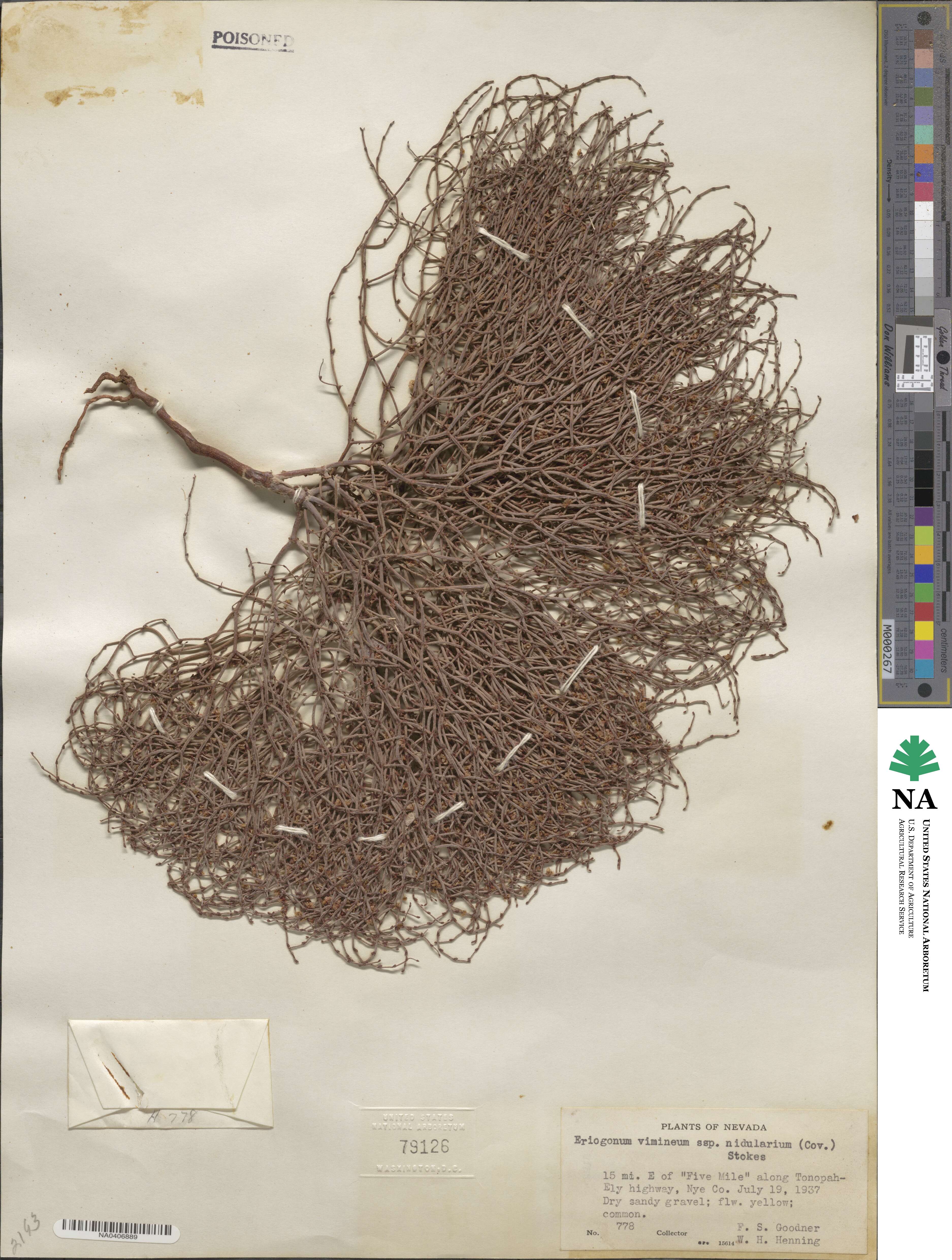Eriogonum nidularium image