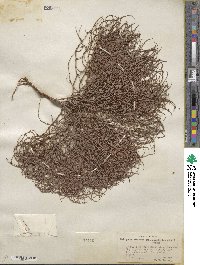 Eriogonum nidularium image