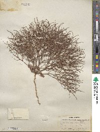 Eriogonum nidularium image
