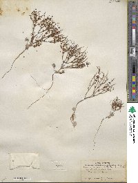 Eriogonum nidularium image