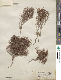 Eriogonum nidularium image