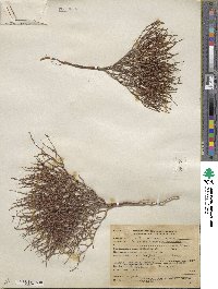 Eriogonum nidularium image