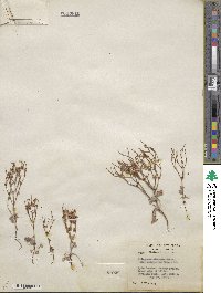 Eriogonum nidularium image