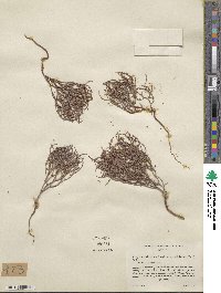 Eriogonum nidularium image