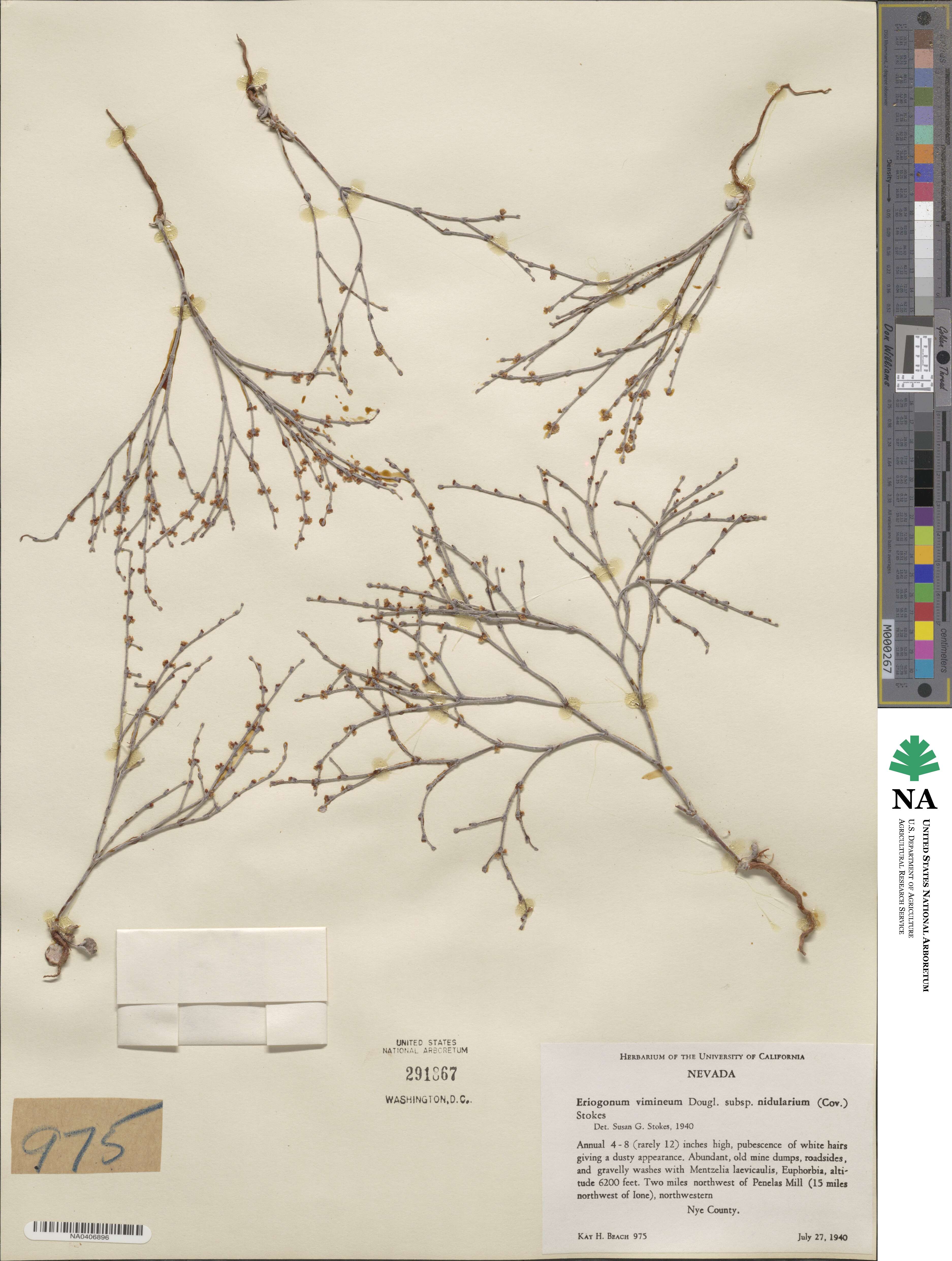 Eriogonum nidularium image