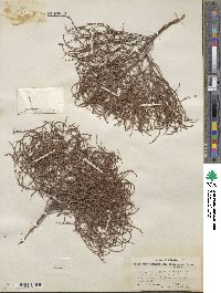 Eriogonum nidularium image