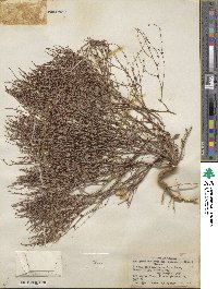 Eriogonum nidularium image