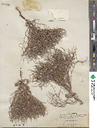 Eriogonum nidularium image