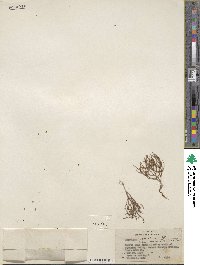 Eriogonum nidularium image