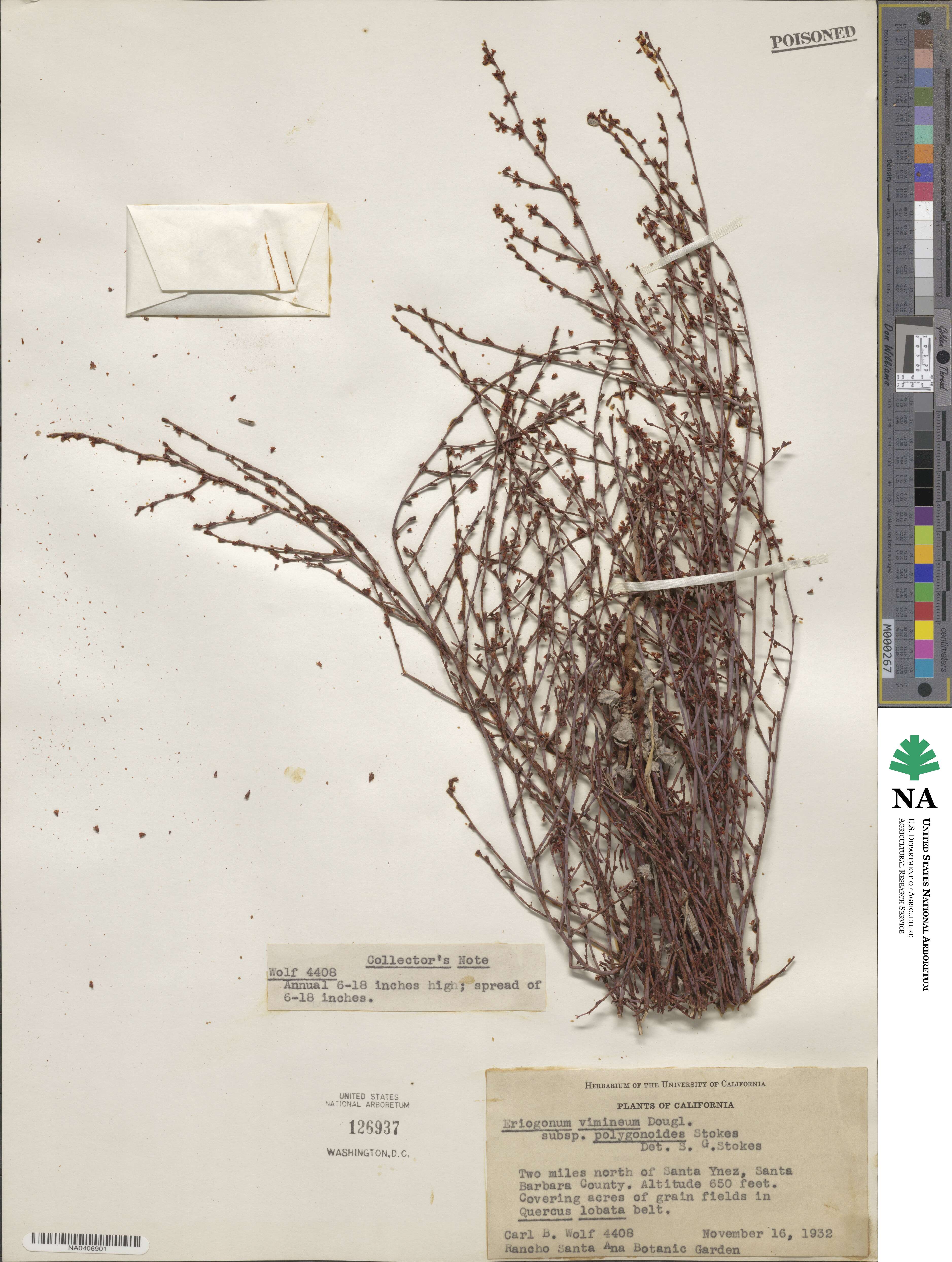 Eriogonum cithariforme var. agninum image